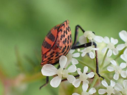 Réf. 231 425 : Graphosoma italicum